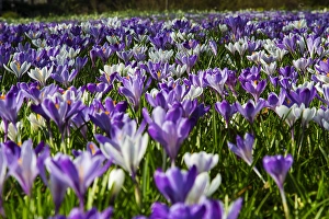 Nature Garden Flowers Drucke: Spring Crocus; Crocus vernus