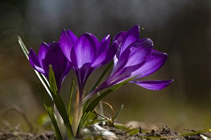 Spring Flowering Drucke: Spring Crocus; Crocus vernus