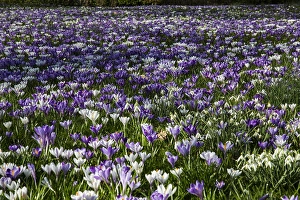 White Blooming Flowers Drucke: Spring Crocus; Crocus vernus