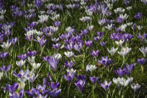 Spring Garden Flowers Drucke: Spring Crocus; Crocus vernus