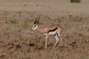 Skeleton Coast National Park Drucke: A springbok walks in grasslands