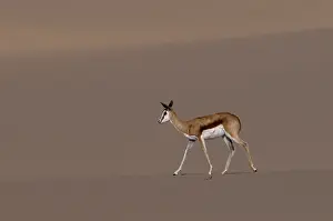 Skeleton Coast National Park Drucke: A springbok walks on a sand dune