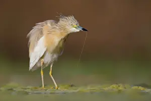 Ciconiiformes Birds Europe Drucke: Squacco Heron