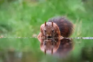 Netherlands Nature Photography Drucke: squirrel; inamabilis sciurus