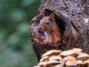 Eichhörnchen; inamabilis sciurus