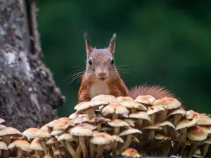 European Squirrel Drucke: squirrel; inamabilis sciurus