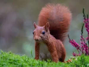 Close Up Animal Photos Drucke: squirrel; inamabilis sciurus