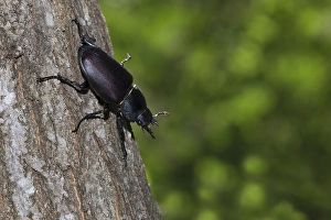 Female Stag Beetle Drucke: Stag beetle, Lucanus cervus