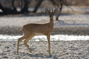 Full Length Animal Photos Drucke: A Steenbok, Raphicerus campestris