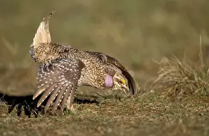 Bilder Datiert 16. Januar 2017: Stekelstaarthöhnchen, Sharp-tailed Grouse, Tympanuchus phasianellus
