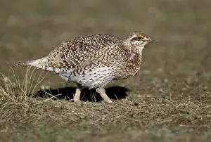 Bilder Datiert 16. Januar 2017: Stekelstaarthöhnchen, Sharp-tailed Grouse, Tympanuchus phasianellus