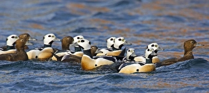 Arctic Seabirds Drucke: Stellers Eider, Steller's Eider, Polysticta stelleri