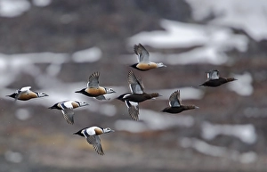 Stellers Eider, Steller-Eider, Polysticta stelleri