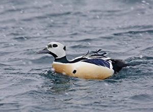 Scandinavian Wildlife Photos Drucke: Stellers Eider, Steller's Eider, Polysticta stelleri