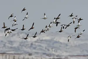 Arctic Seabirds Drucke: Stellers Eider, Steller's Eider, Polysticta stelleri
