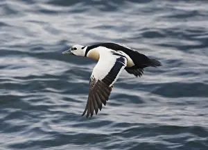 Stellers Eider, Steller-Eider, Polysticta stelleri