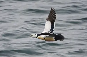 Stellers Eider, Steller-Eider, Polysticta stelleri