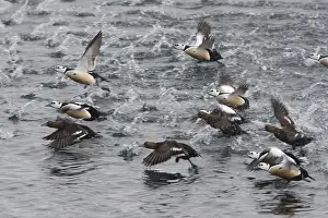 Scandinavian Wildlife Photos Drucke: Stellers Eider, Steller's Eider, Polysticta stelleri
