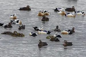 Stellers Eider, Steller-Eider, Polysticta stelleri
