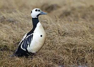 North American Waterfowl Drucke: Stellers Eider, Steller's Eider, Polysticta stelleri