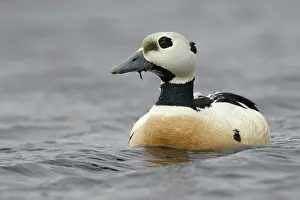 Stellers Eider, Steller-Eider, Polysticta stelleri