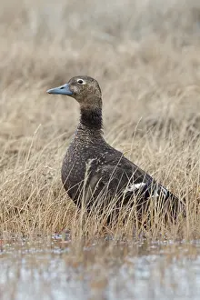 Stellers Eider, Steller-Eider, Polysticta stelleri