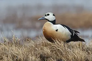 North American Waterfowl Drucke: Stellers Eider, Steller's Eider, Polysticta stelleri