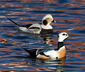 Europe Wildlife Photos Drucke: Stellers Eider, Steller's Eider, Polysticta stelleri