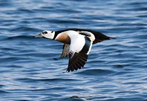 Arctic Wildlife Norway Drucke: Stellers Eider, Steller's Eider, Polysticta stelleri