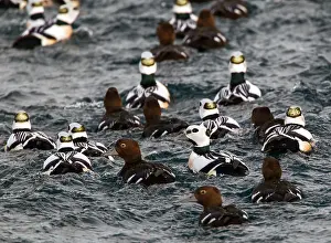 Europe Wildlife Photography Drucke: Stellers Eider, Steller's Eider, Polysticta stelleri