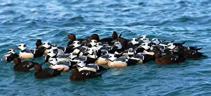 Arctic Wildlife Norway Drucke: Stellers Eider, Steller's Eider, Polysticta stelleri