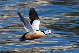 Arctic Wildlife Norway Drucke: Stellers Eider, Steller's Eider, Polysticta stelleri