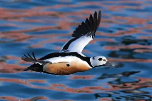 Arctic Bird Species Drucke: Stellers Eider, Steller's Eider, Polysticta stelleri