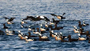 Arctic Bird Species Drucke: Stellers Eider, Steller's Eider, Polysticta stelleri