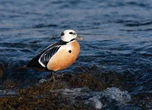 Arctic Bird Species Drucke: Stellers Eider, Steller's Eider, Polysticta stelleri