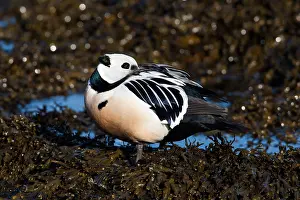 Arctic Bird Species Drucke: Stellers Eider, Steller's Eider, Polysticta stelleri