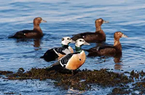 Bilder Datiert 19. März 2008: Stellers Eider, Steller-Eider, Polysticta stelleri