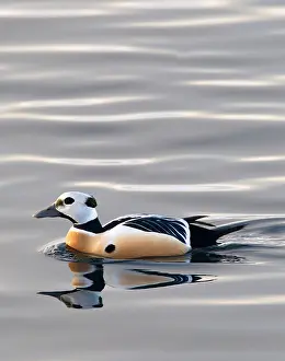 Arctic Bird Species Drucke: Stellers Eider, Steller's Eider, Polysticta stelleri