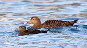 Arctic Bird Species Drucke: Stellers Eider, Steller's Eider, Polysticta stelleri