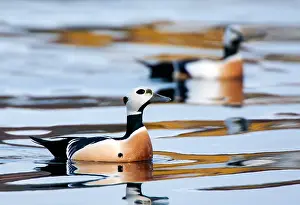 Arctic Bird Species Drucke: Stellers Eider, Steller's Eider, Polysticta stelleri
