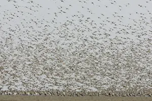 Dutch Bird Species Drucke: Steltlopers, Waders