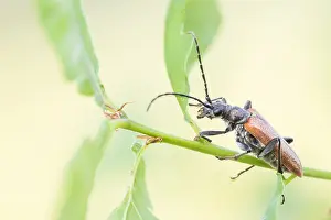 Bilder Datiert 19. Mai 2022: Stenocorus quercus