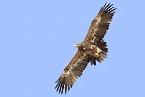 Steppe Eagle Drucke: Steppe Eagle