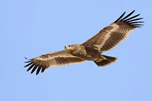 Daytime Bird Photography Drucke: Steppe Eagle