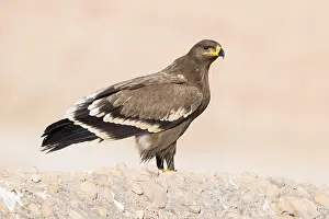 Steppe Eagle Drucke: Steppe Eagle
