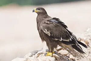 Raptor Bird Species Drucke: Steppe Eagle