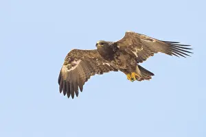 Steppe Eagle Drucke: Steppe Eagle