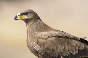 Steppe Eagle Drucke: Steppe Eagle