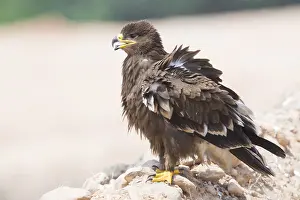 Steppe Eagle Drucke: Steppe Eagle