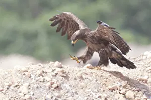 Accipitridae Family Drucke: Steppe Eagle